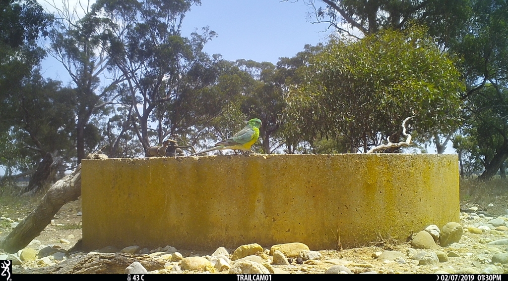Red-rumped Parrot at Pinkerton Forest